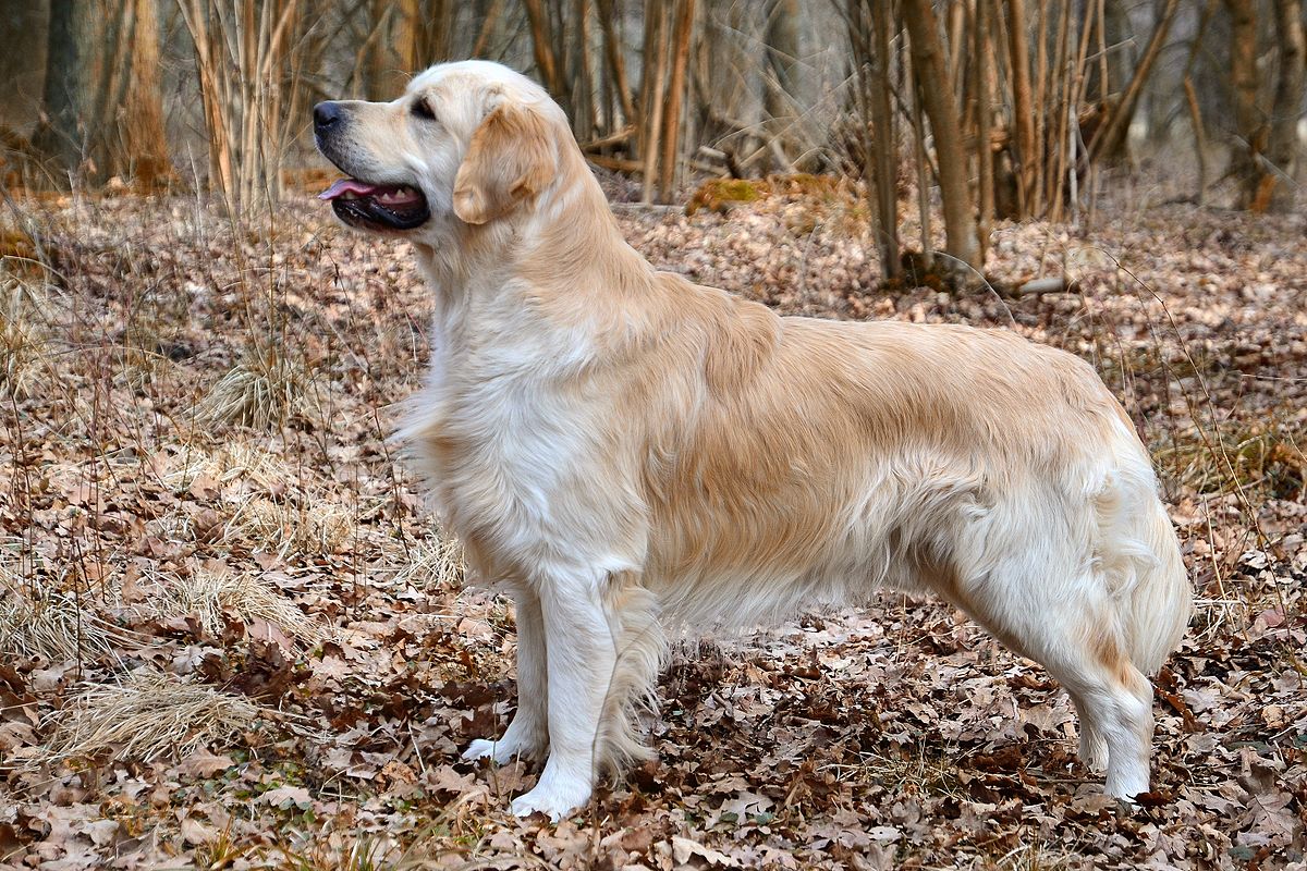 Golden Retriever - Adragna